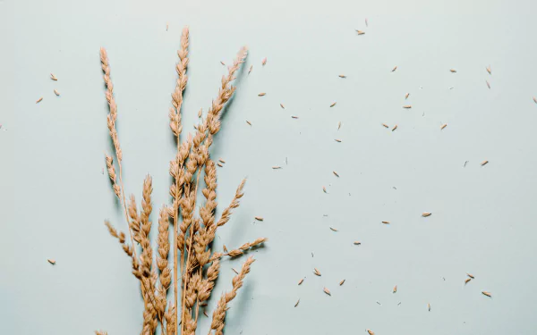  Small Bundle Of Wheat On A Grey Background