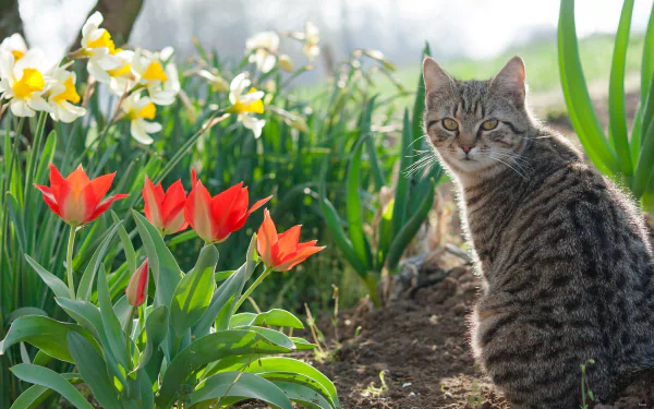 Tabby cat sitting among red tulips and white narcissus in a sunny spring flower garden — HD desktop wallpaper background.