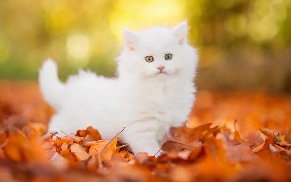 A fluffy white kitten stands among orange autumn leaves with a blurred golden background, captured in stunning 4K Ultra HD for a vibrant PC desktop wallpaper.