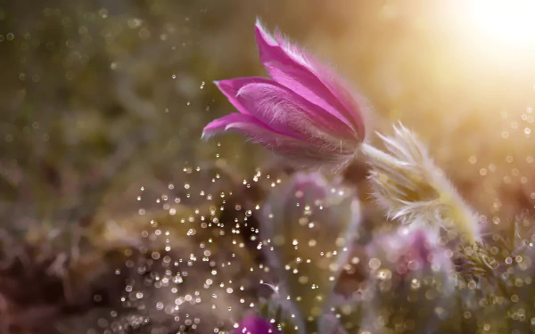 nature anemone HD Desktop Wallpaper | Background Image