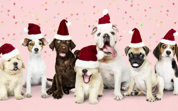 santa hat Animal dog HD Desktop Wallpaper | Background Image