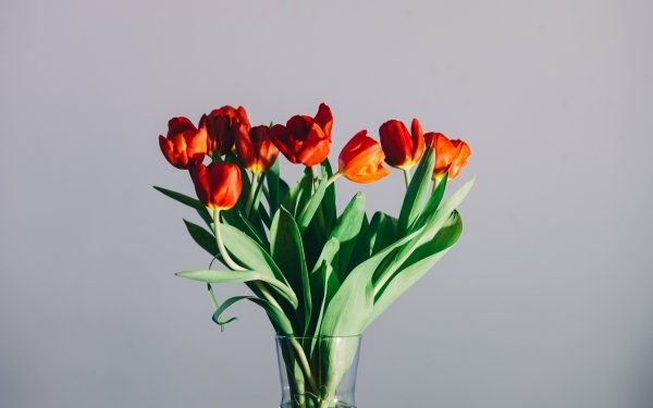 Man Made Flower Tulip HD Wallpaper | Background Image