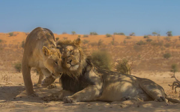 couple Animal lion HD Desktop Wallpaper | Background Image