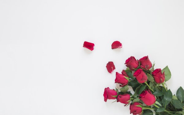 Man Made Flower Rose HD Wallpaper | Background Image