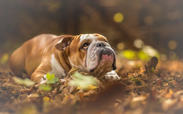 dog Animal english bulldog HD Desktop Wallpaper | Background Image