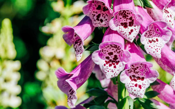foxgloves nature flower HD Desktop Wallpaper | Background Image