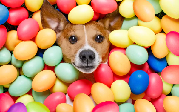 easter egg Animal dog HD Desktop Wallpaper | Background Image