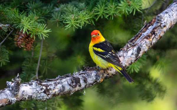  Western Tanager (piranga ludoviciana)