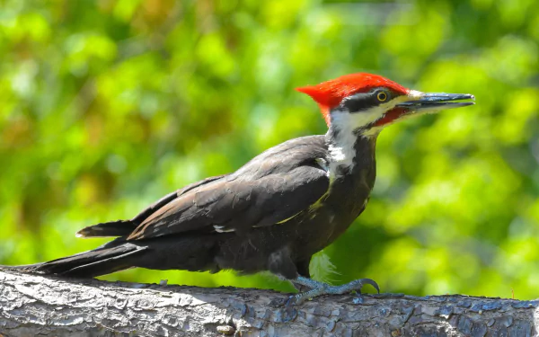  Pileated Woodpecker by Jack Bulmer