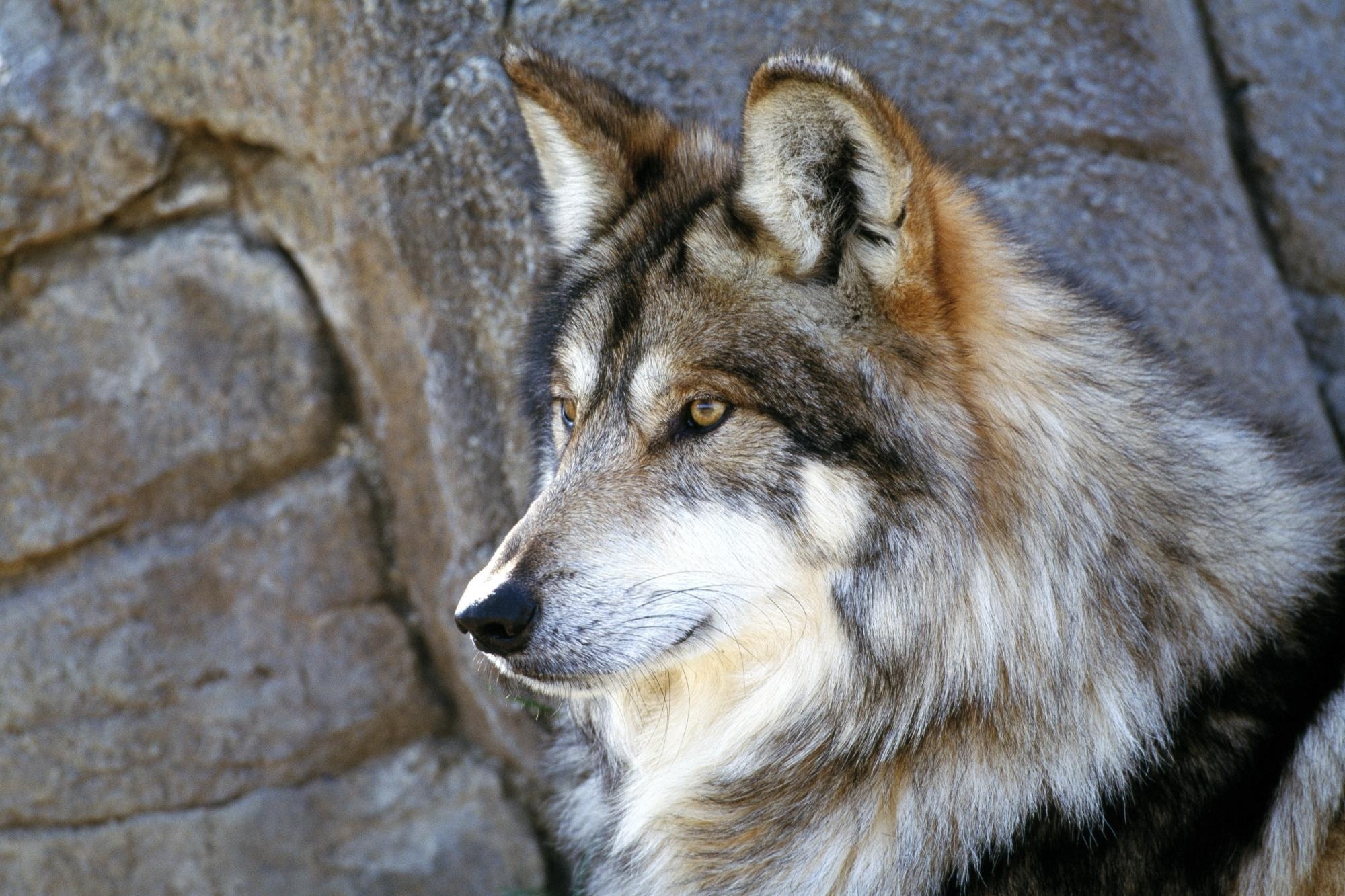 Close-up of a majestic gray wolf's face.