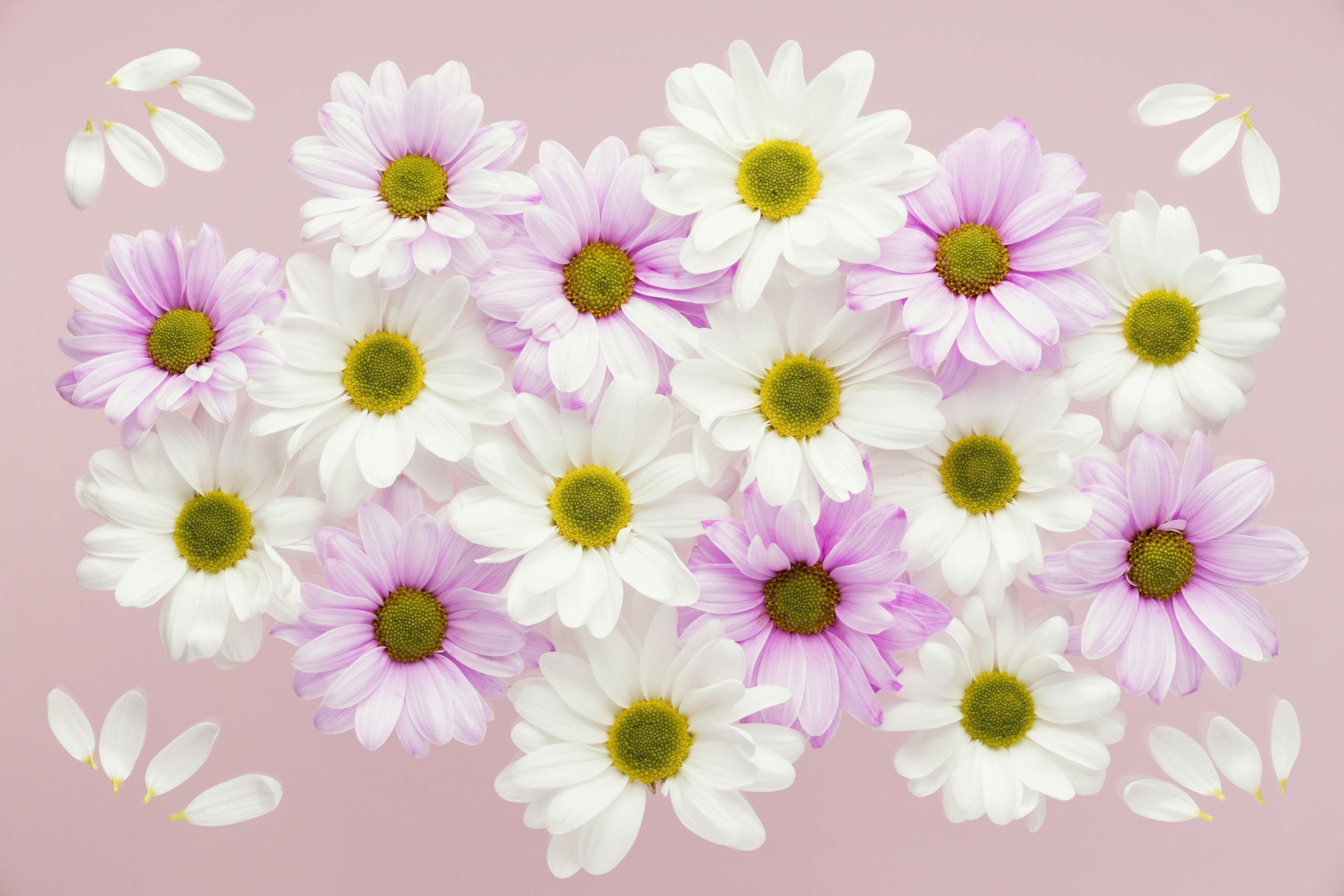 Flower HD Wallpaper | Background Image | 2560x1707