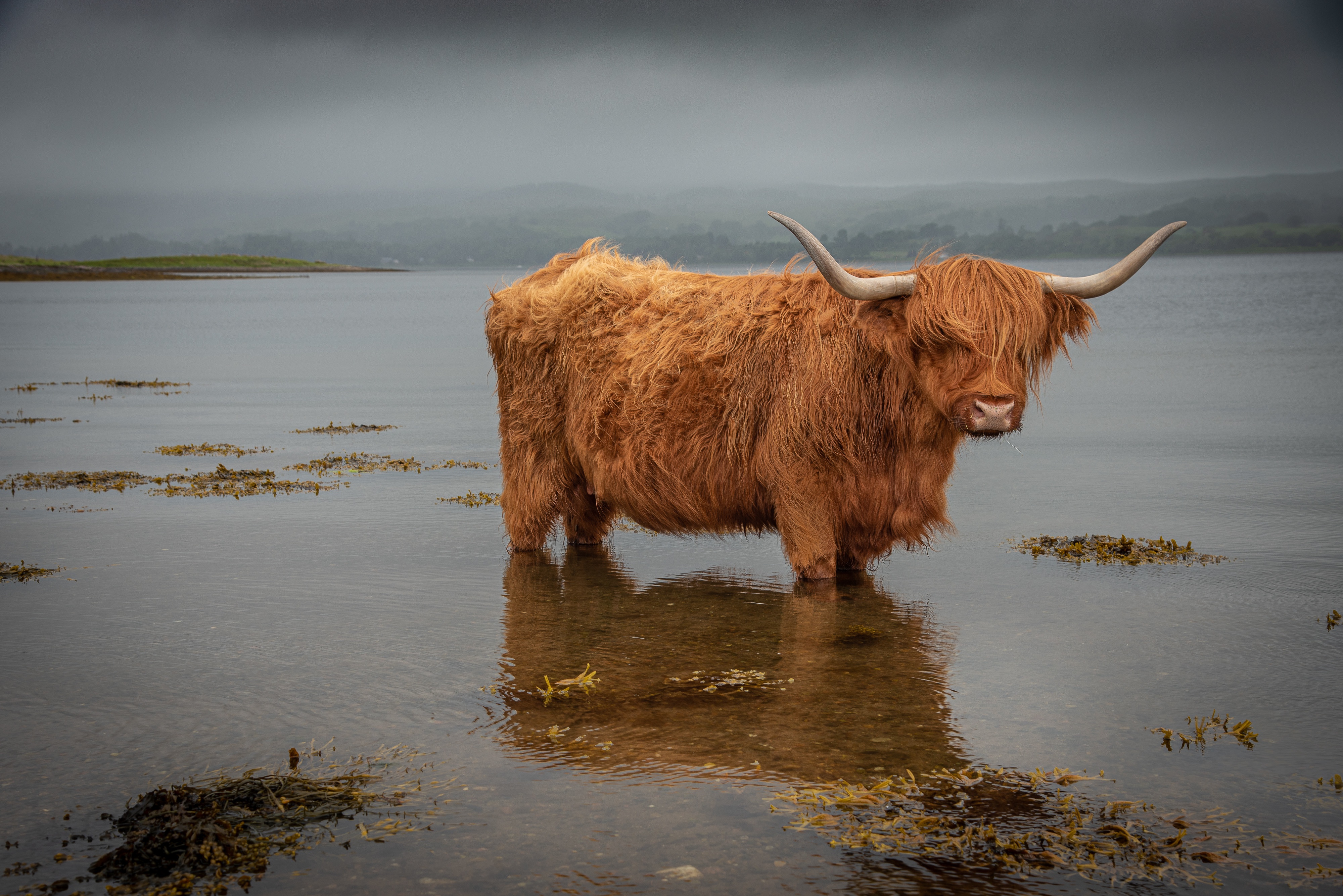 Animal Highland Cattle HD Wallpaper | Background Image