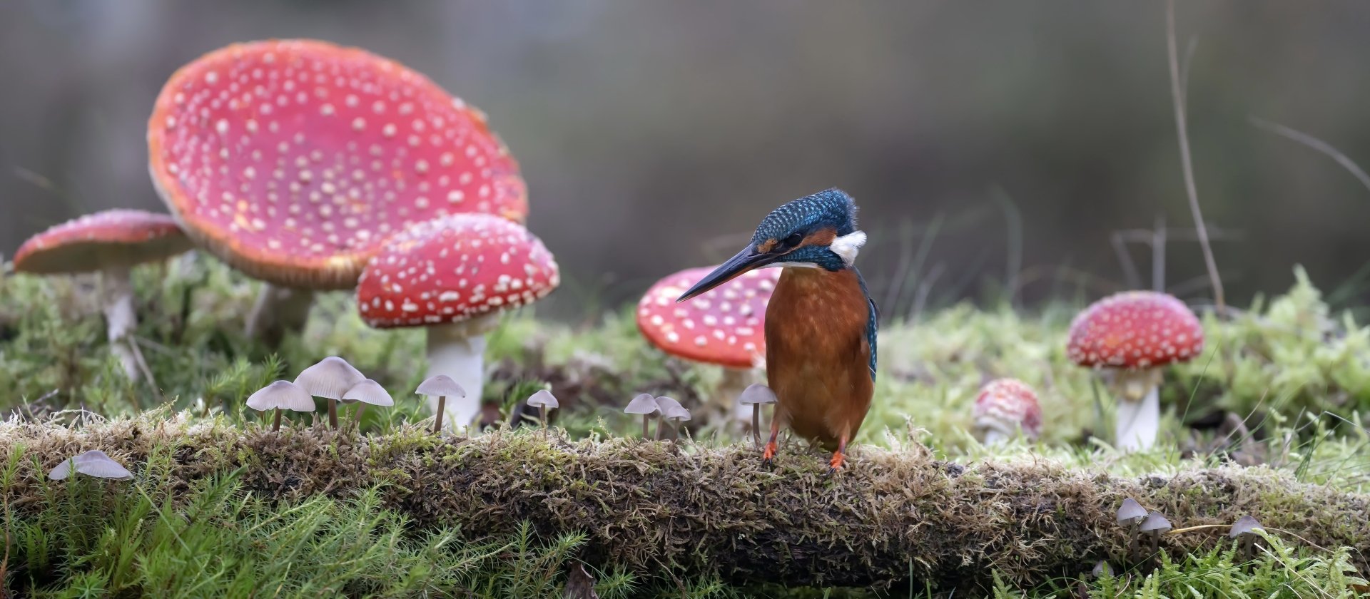 Download Common Kingfisher Mushroom Bird Nature Animal Kingfisher HD Wallpaper