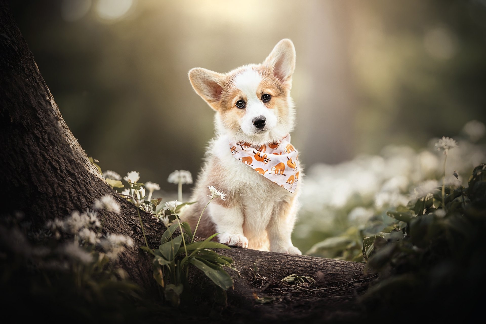 Download Baby Animal Puppy Dog Animal Corgi HD Wallpaper