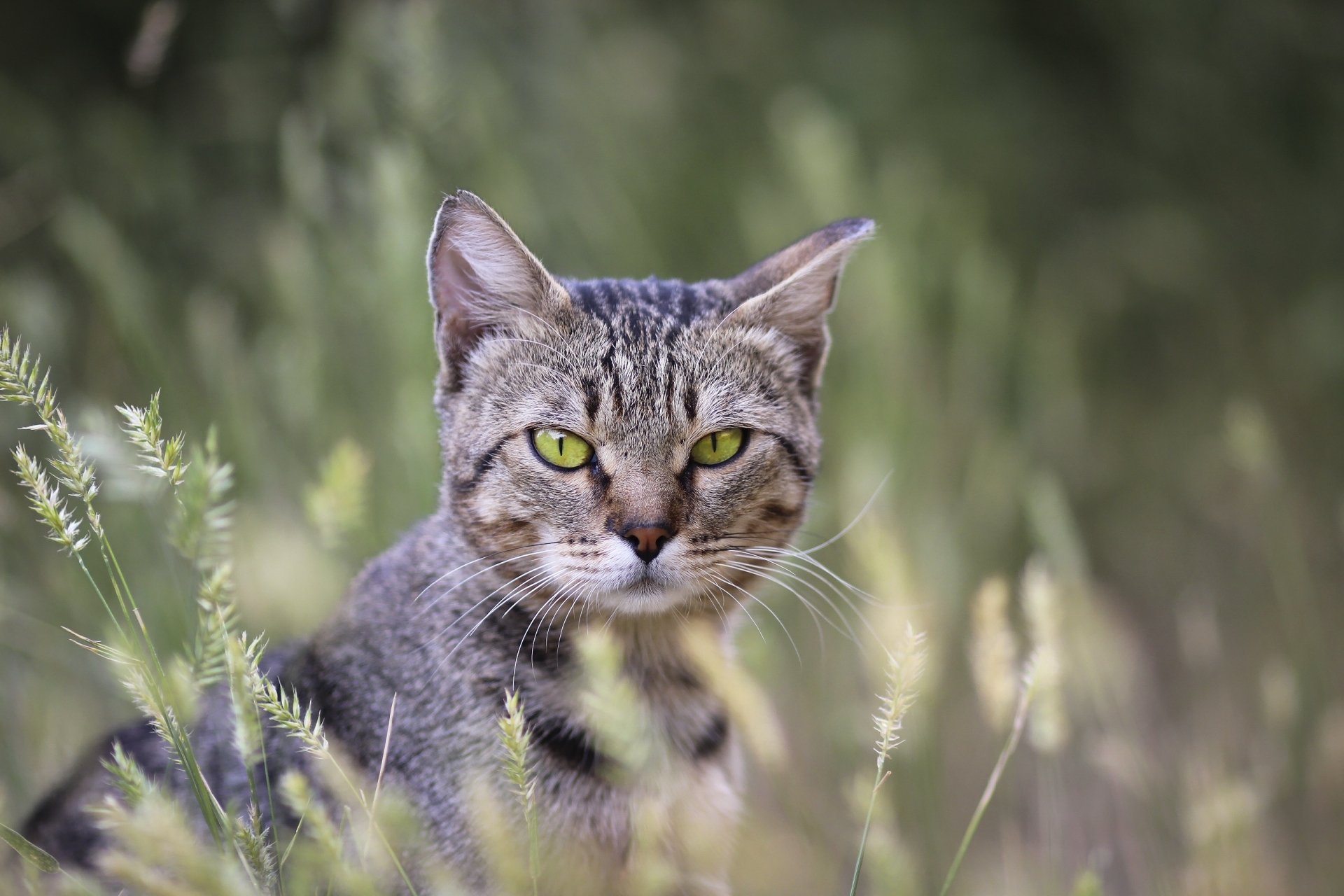 HD desktop wallpaper of a tabby cat with intense stare, set against a soft-focus natural green background.