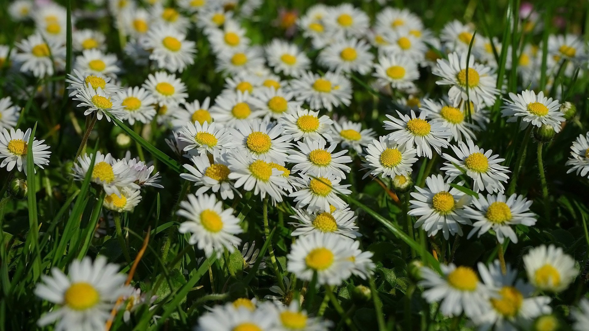 Download Nature Marguerite HD Wallpaper