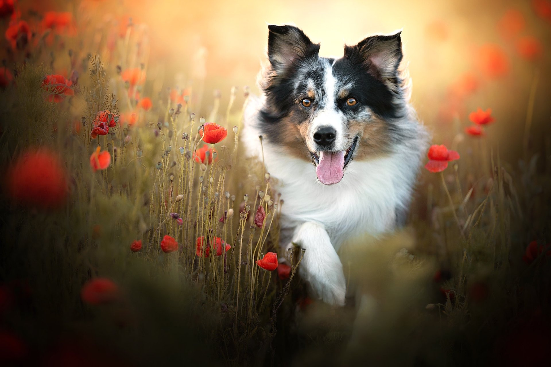 Download Dog Animal Border Collie HD Wallpaper