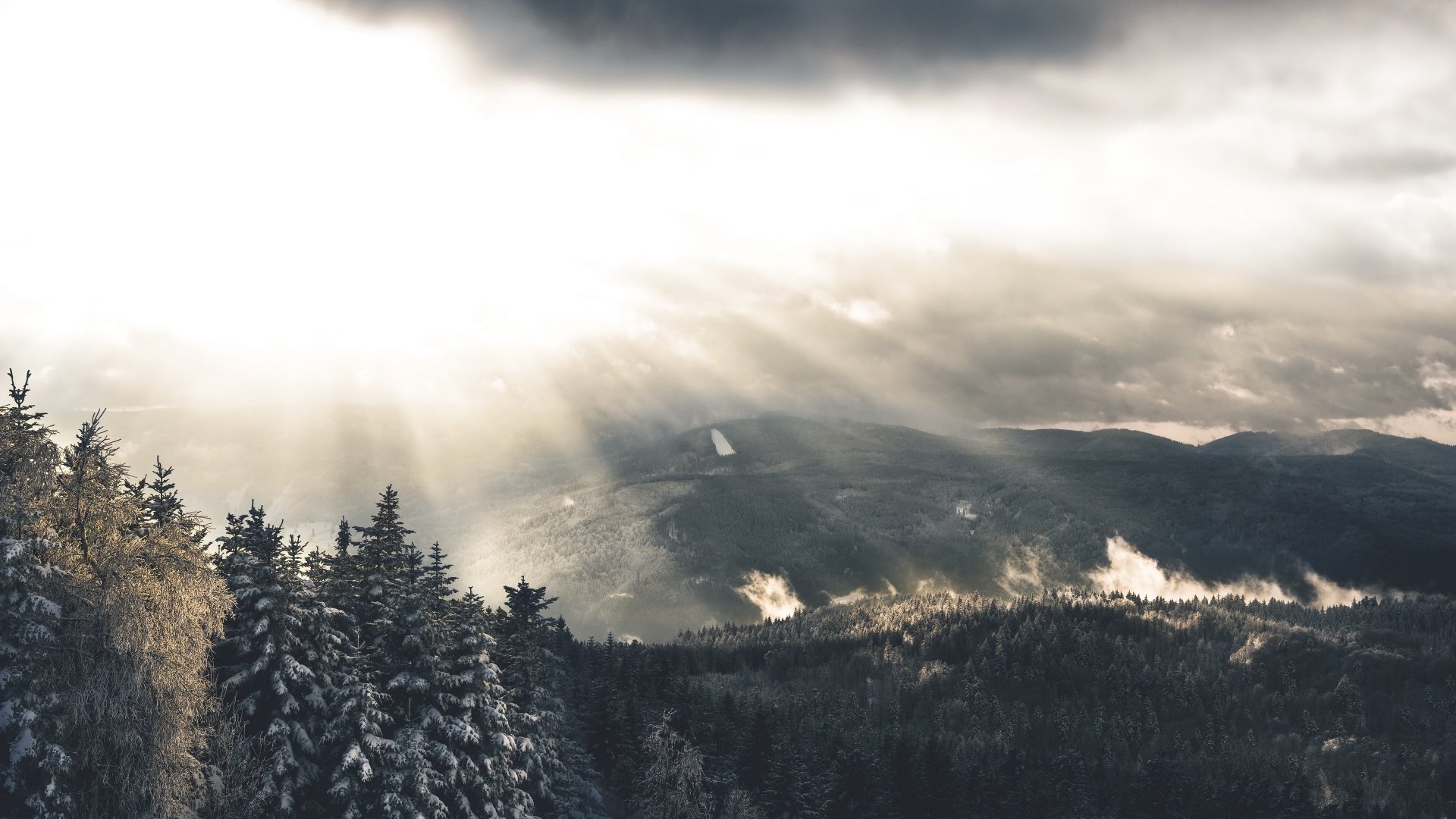 Download Sunbeam Forest Nature Landscape 4k Ultra HD Wallpaper ...