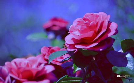  Beautiful Pink Camellia with a Blue Background, Photo