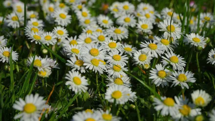 nature marguerite HD Desktop Wallpaper | Background Image