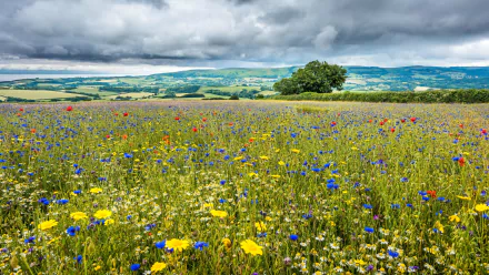 landscape nature meadow HD Desktop Wallpaper | Background Image