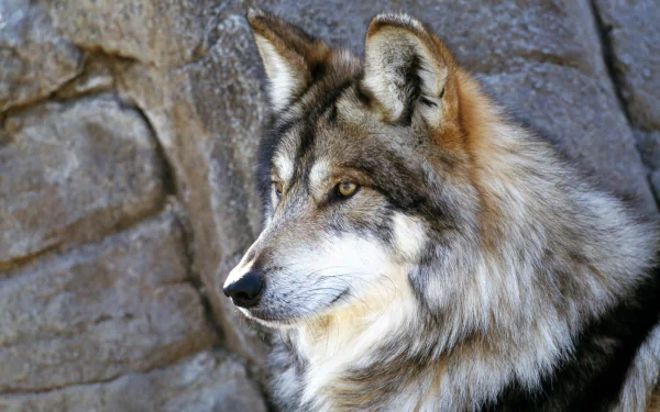 close-up gray wolf face Animal HD Desktop Wallpaper | Background Image
