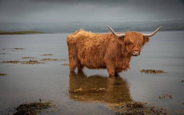 Animal Highland Cattle Water Nature Cattle Cow HD Wallpaper | Background Image