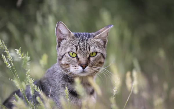 HD desktop wallpaper of a tabby cat with intense stare, set against a soft-focus natural green background.