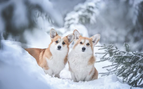 Two corgi dogs sit alert in the snow amidst frosted branches, creating a serene winter HD desktop wallpaper featuring animals in a snowy landscape.