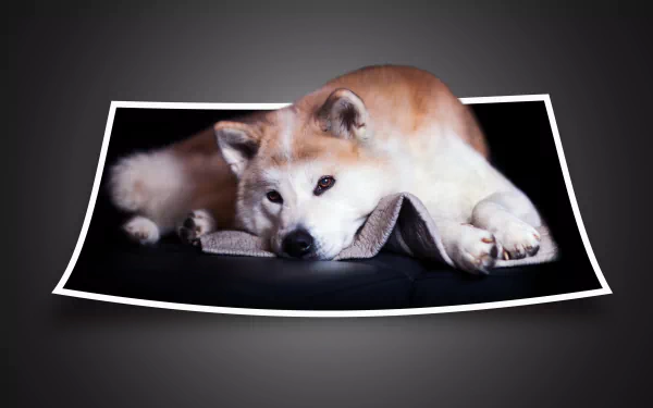 dog Animal shiba inu HD Desktop Wallpaper | Background Image