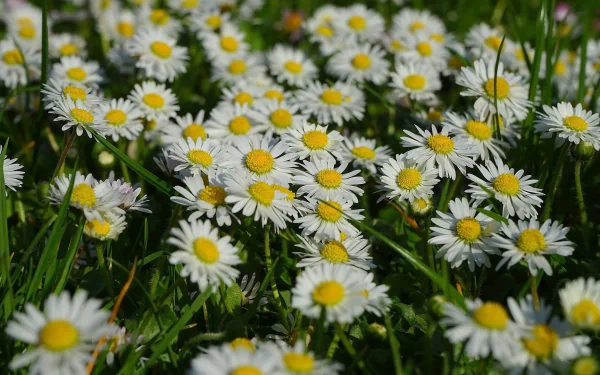 nature marguerite HD Desktop Wallpaper | Background Image