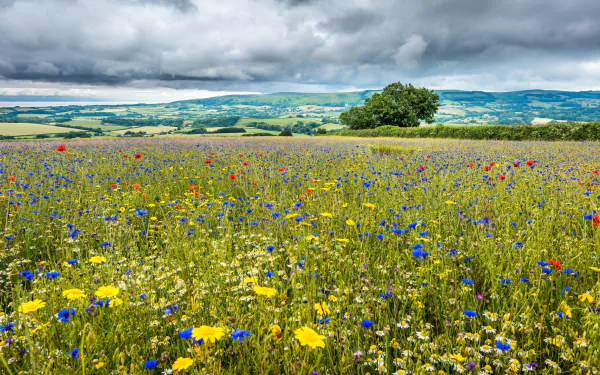 landscape nature meadow HD Desktop Wallpaper | Background Image