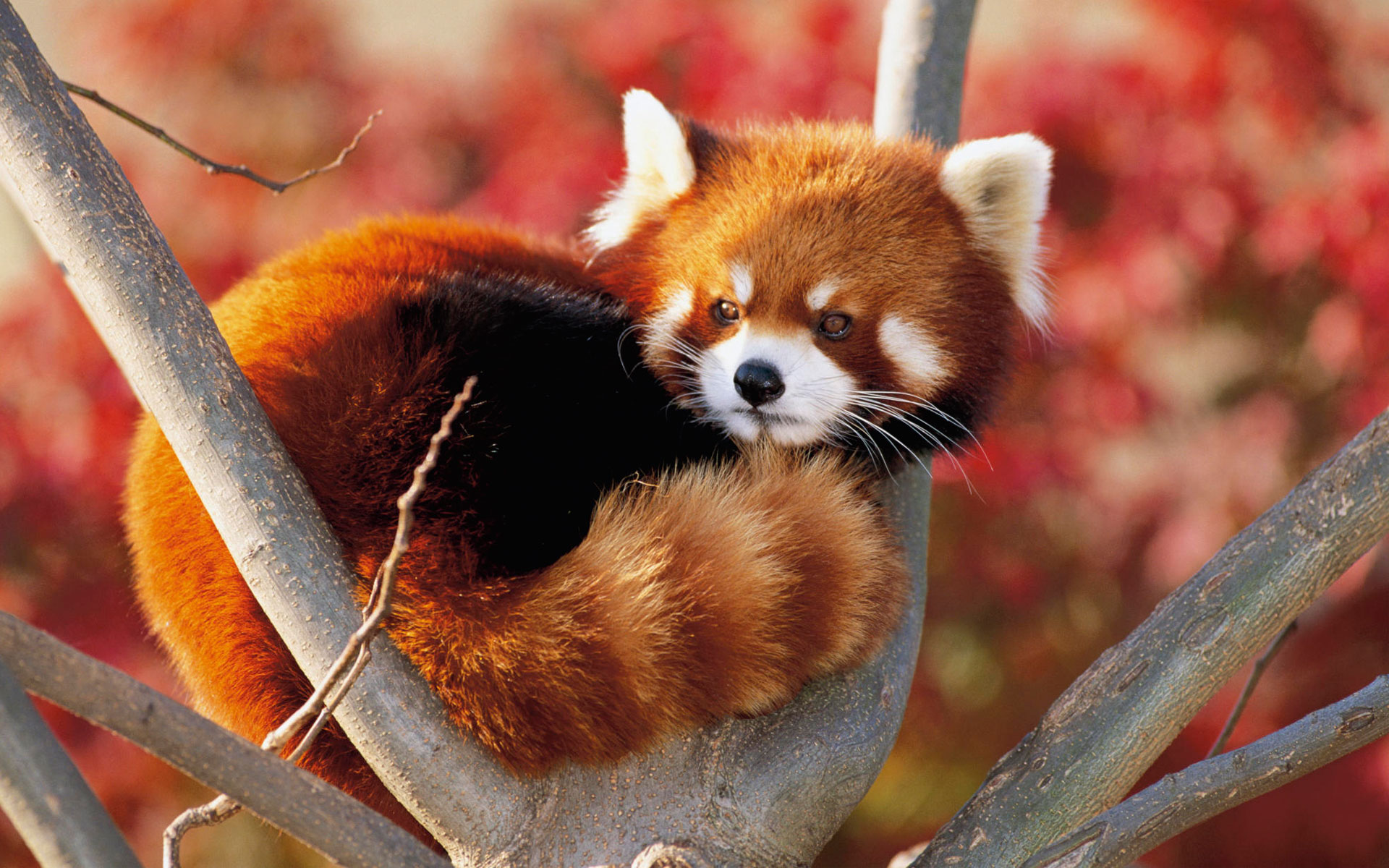 A playful red panda perched on a tree branch, looking adorable.