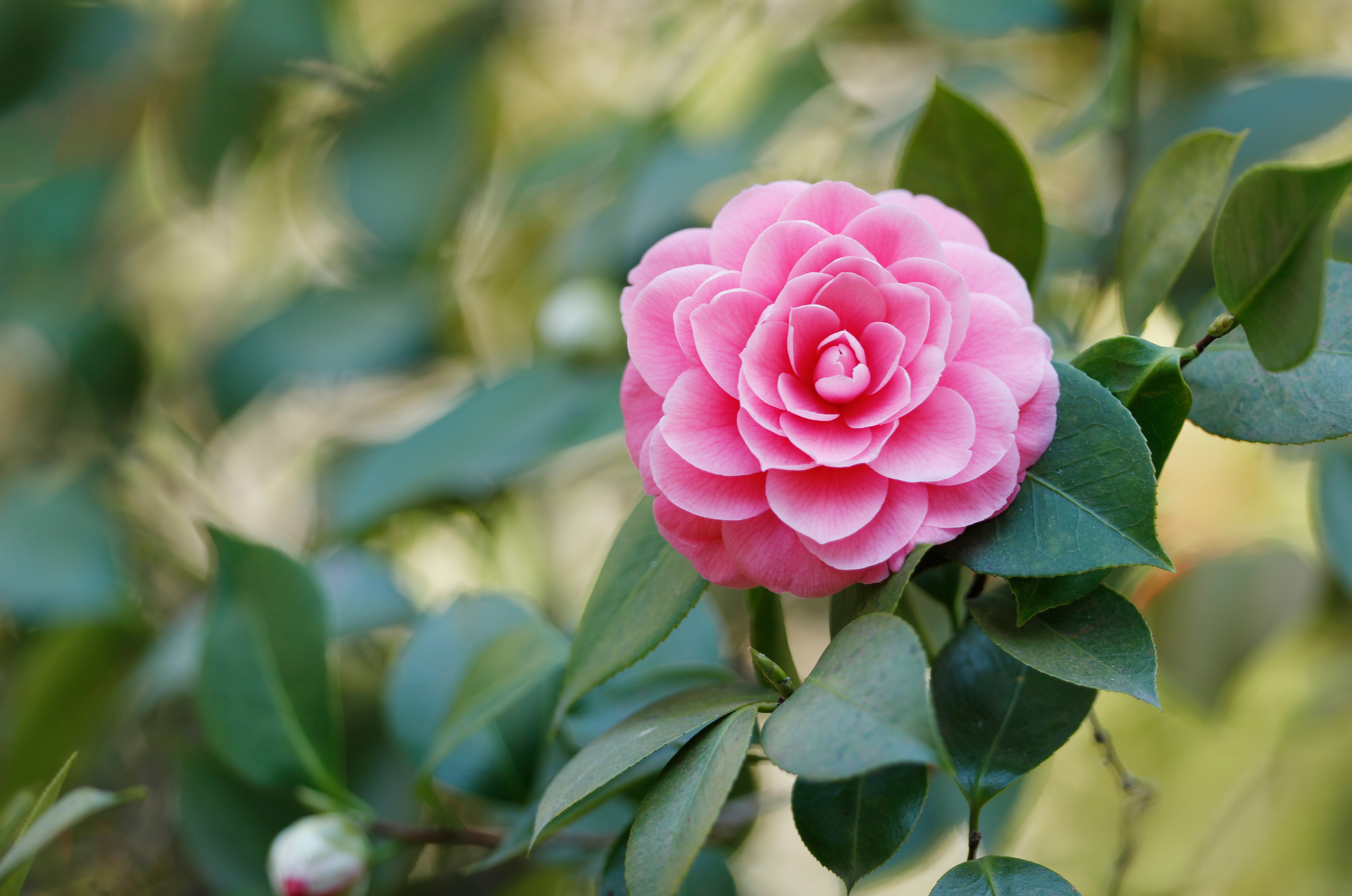 Nature Camellia HD Wallpaper | Background Image
