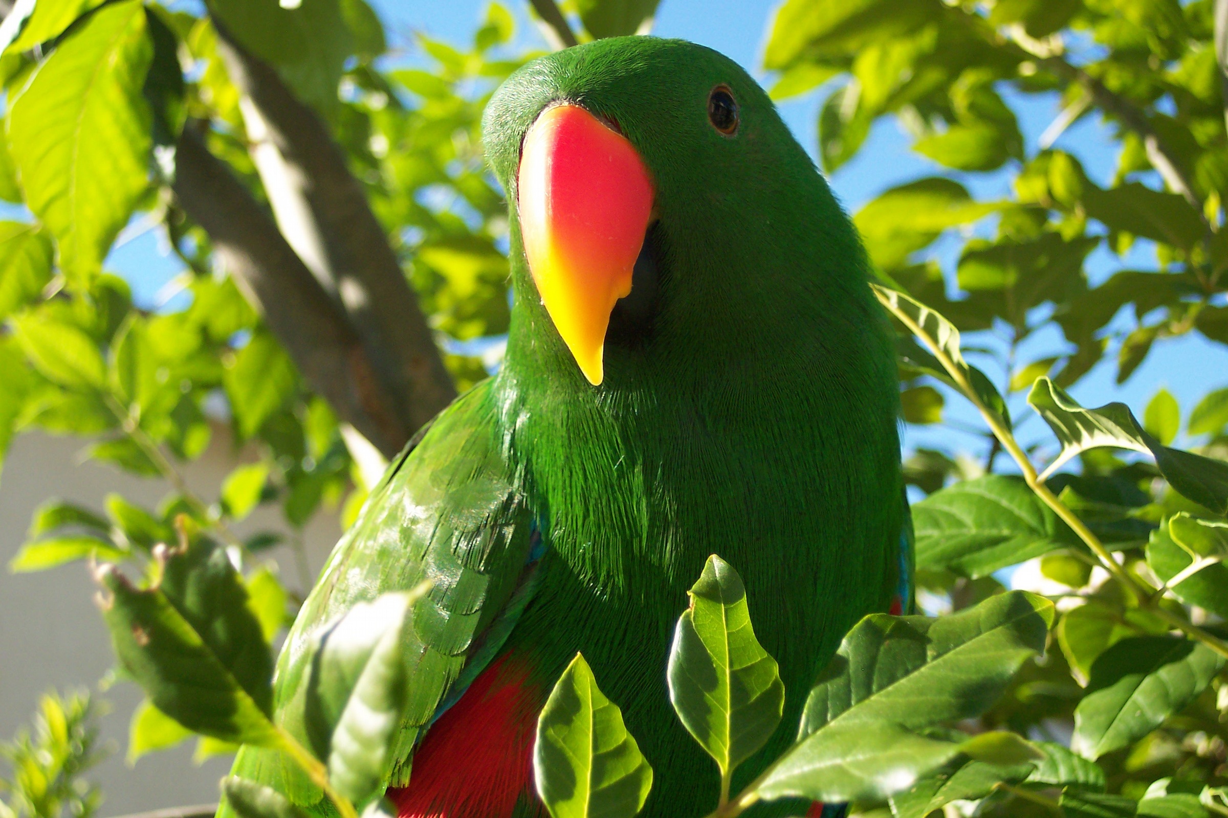Eclectus parrot perched on a branch, displaying gorgeous green and red feathers.