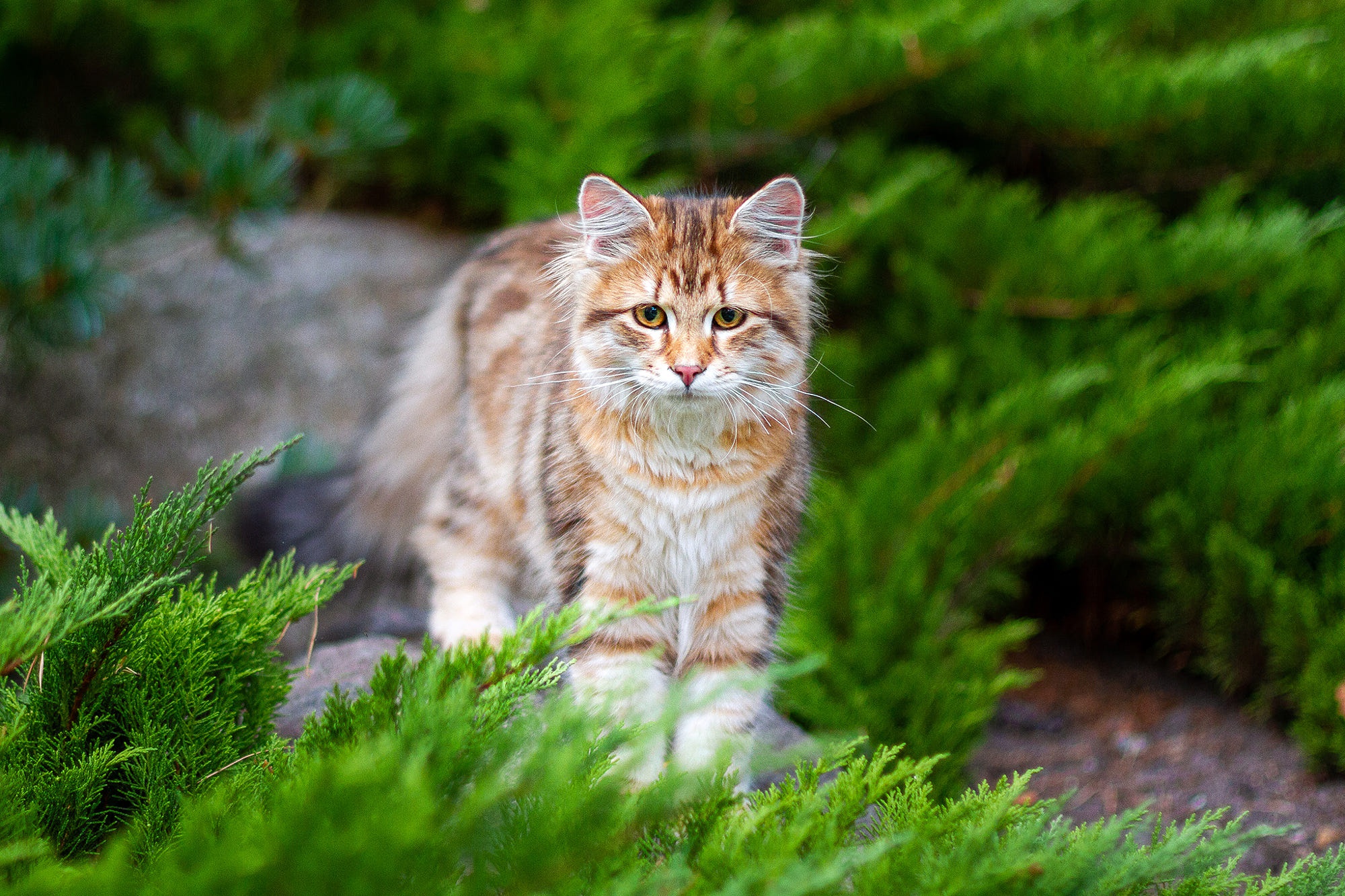 Animal Cat HD Wallpaper