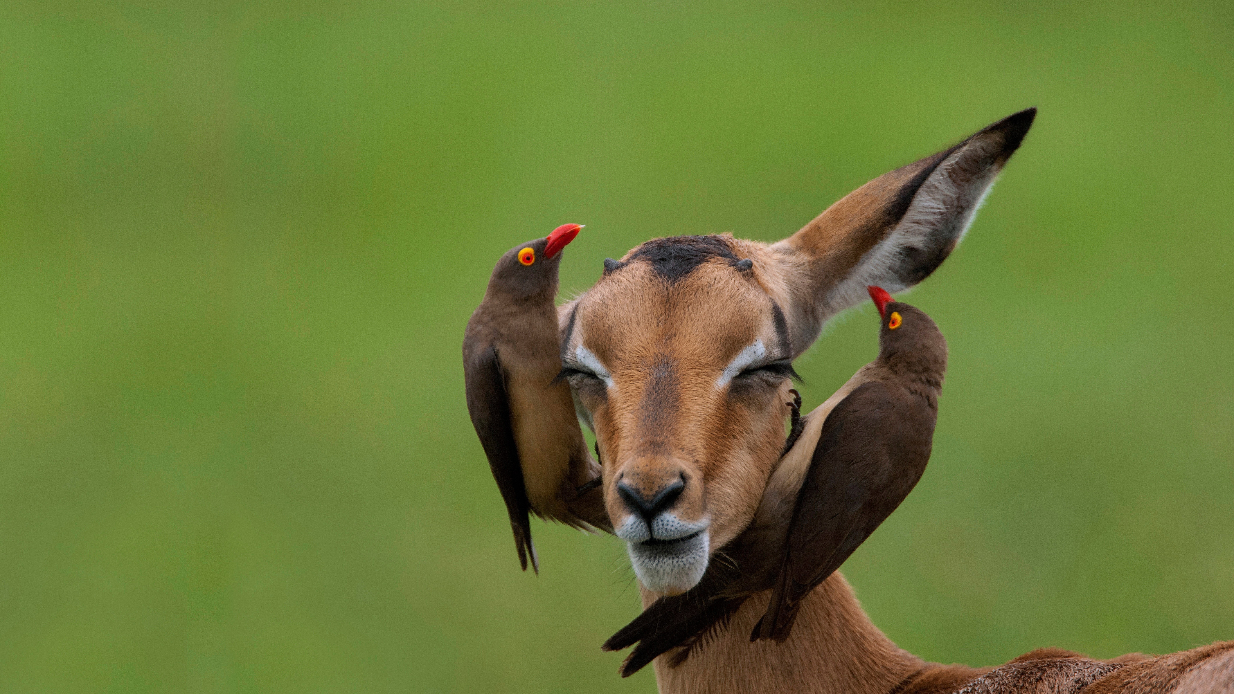 Red-billed oxpeckers on an impala in Mpumalanga, South Africa by Heini Wehrle