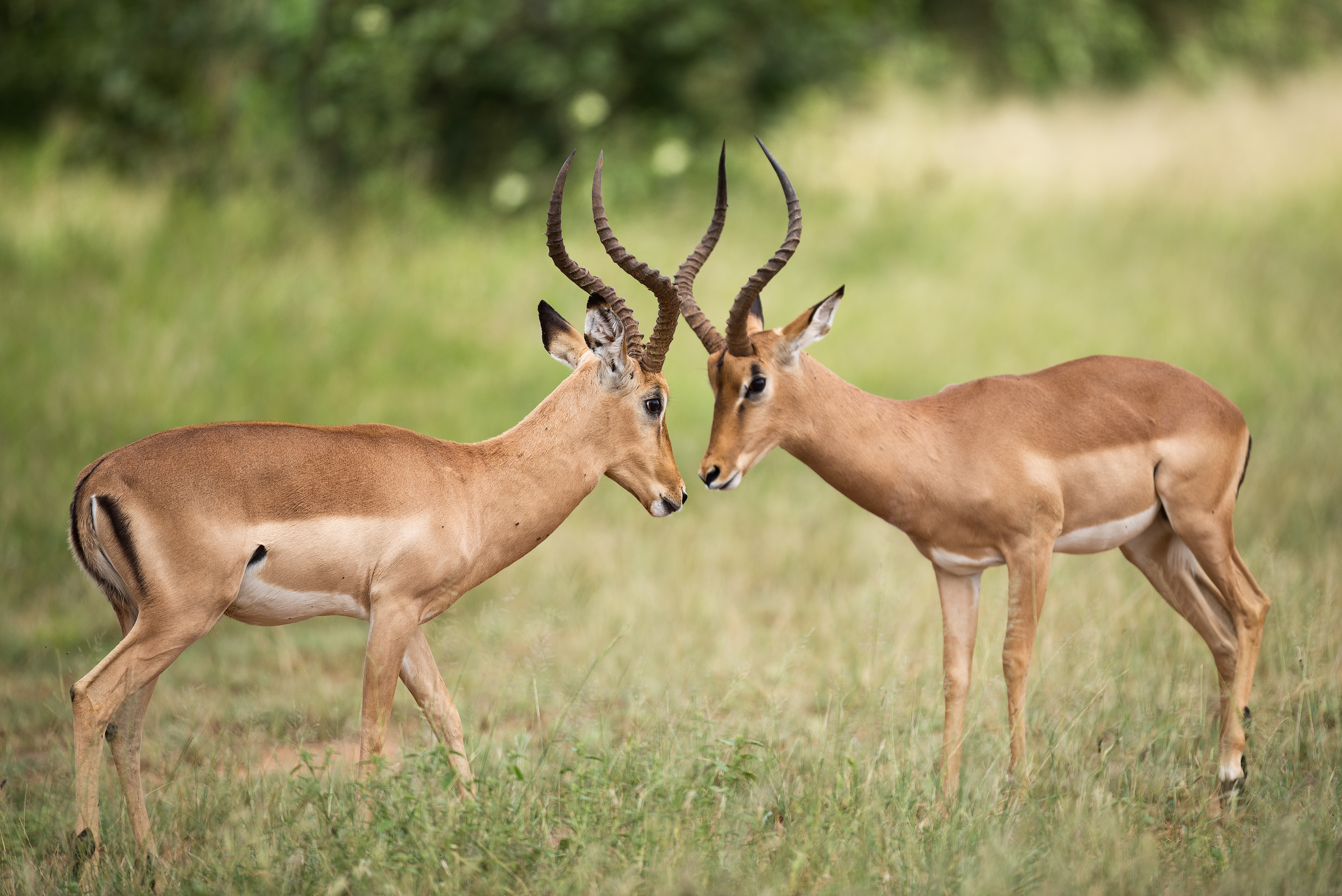 Gazelle Antelope