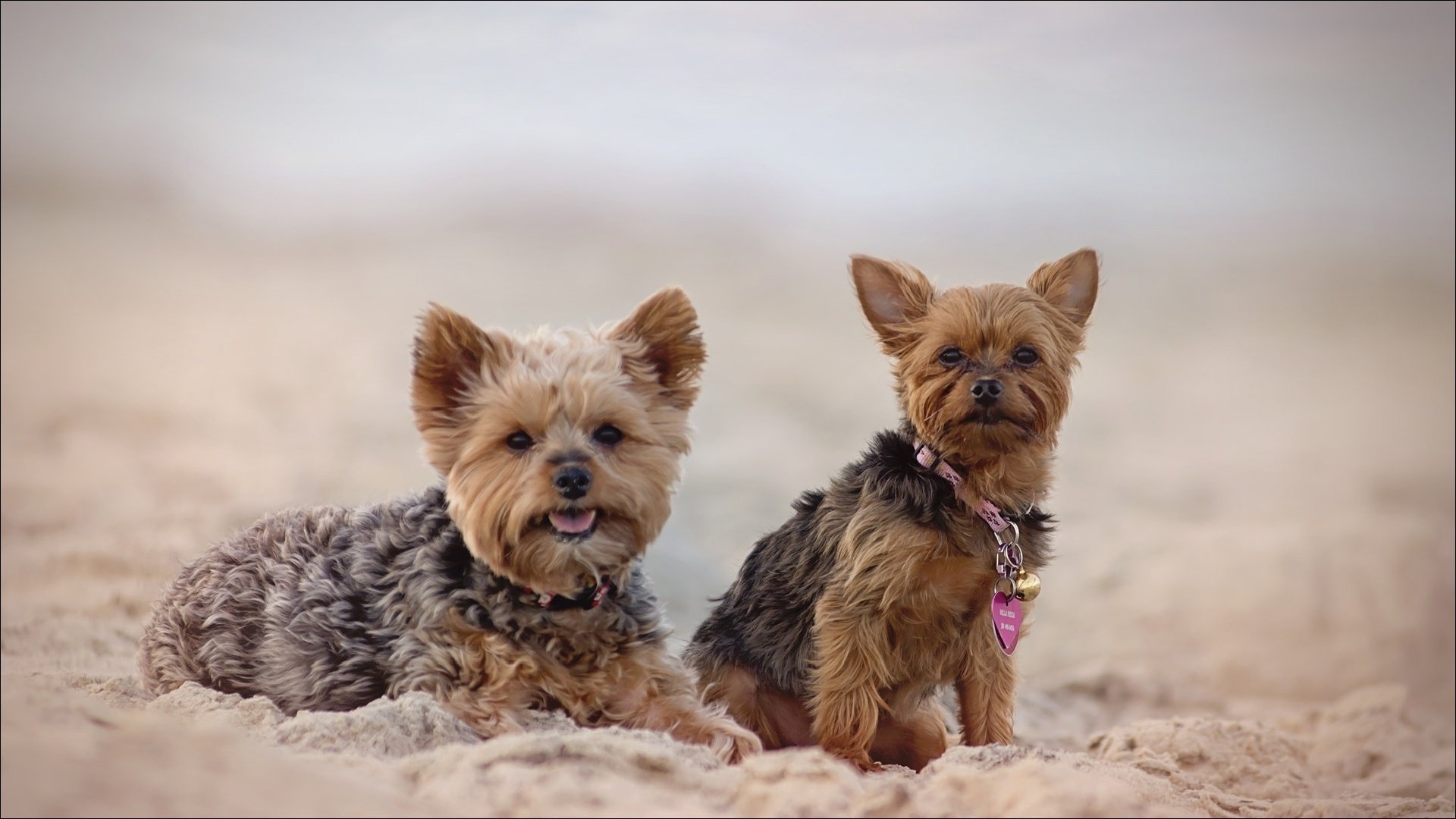 Download Animal Yorkshire Terrier HD Wallpaper