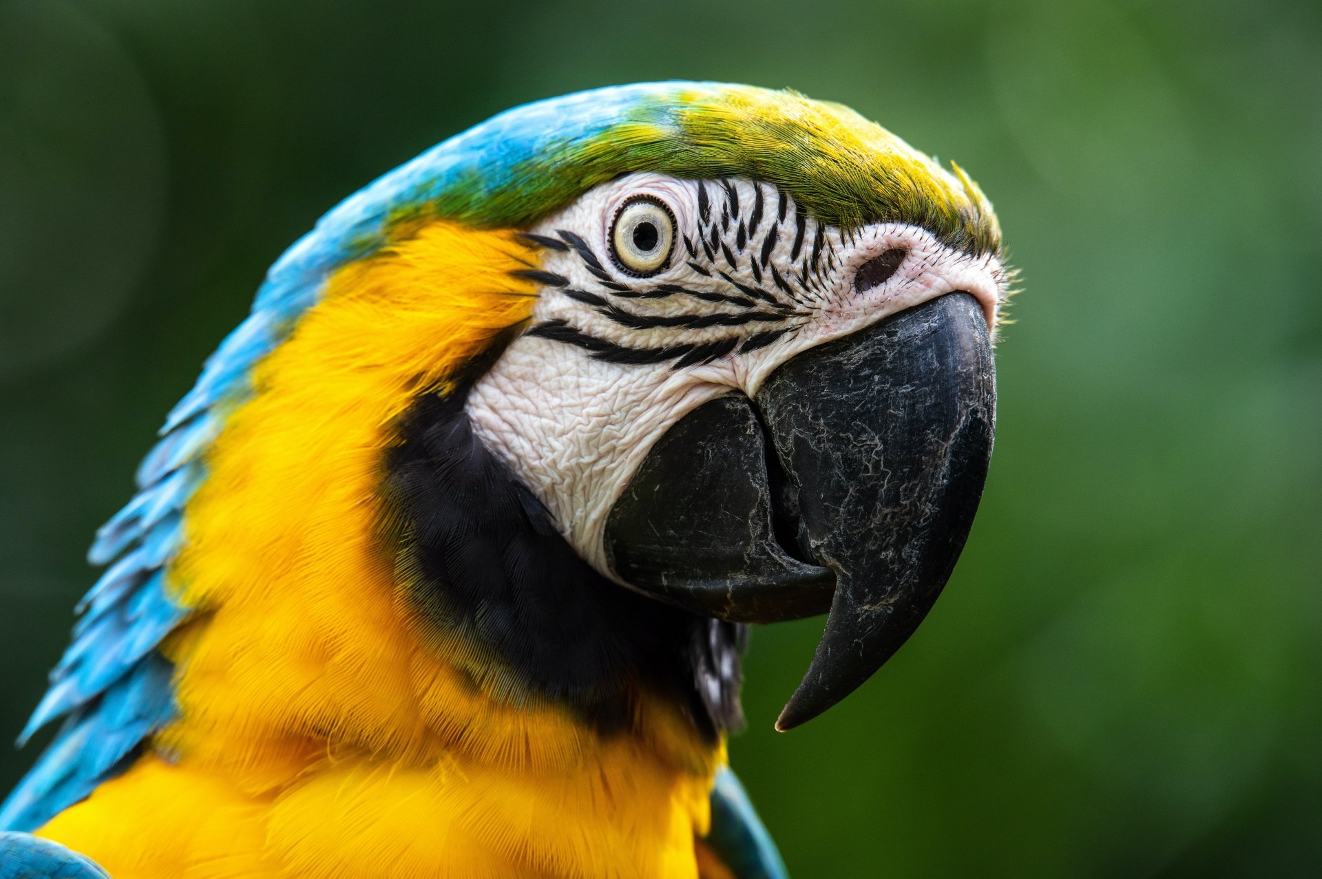 Close-up portrait of a Blue-and-yellow Macaw bird with vivid blue and yellow plumage and a detailed eye; 5K Ultra HD PC desktop wallpaper and background.