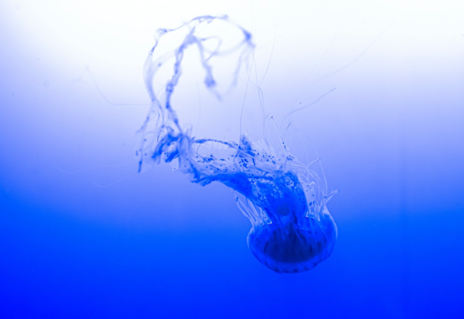 Download Animal Jellyfish HD Wallpaper by Trac Vu