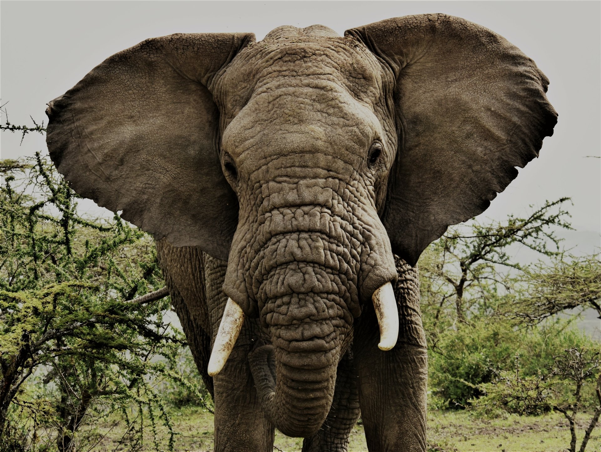 Angry Elephant Bull - Tanzania by caty420