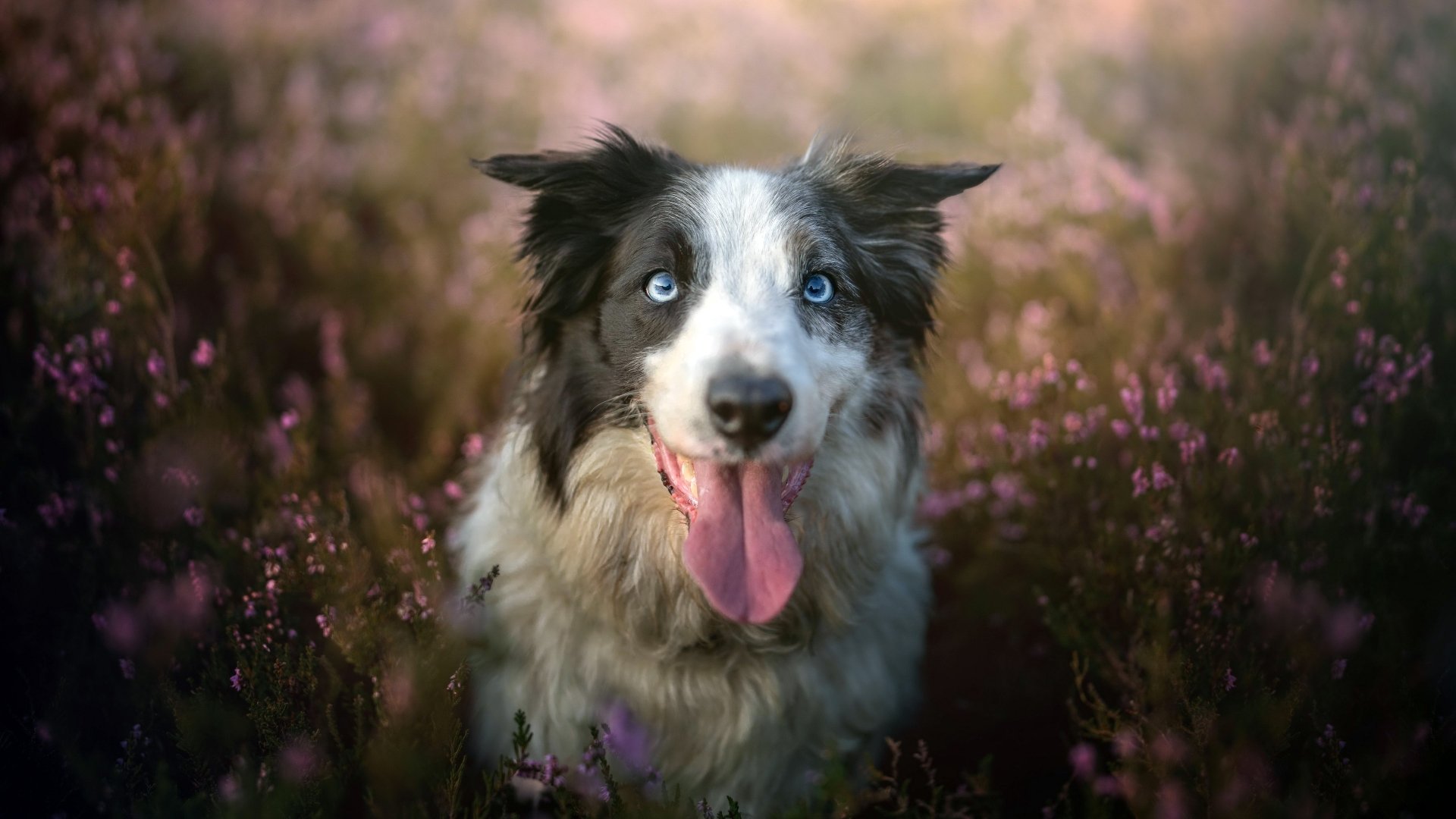Download Dog Animal Border Collie 4k Ultra HD Wallpaper