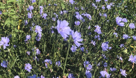  Chicory blooms