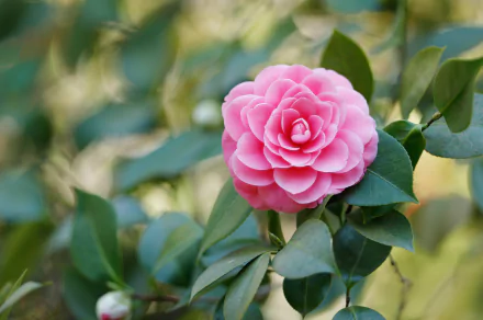 pink flower nature camellia HD Desktop Wallpaper | Background Image