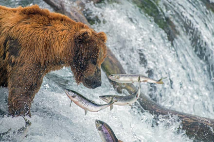 grizzly Animal grizzly bear HD Desktop Wallpaper | Background Image