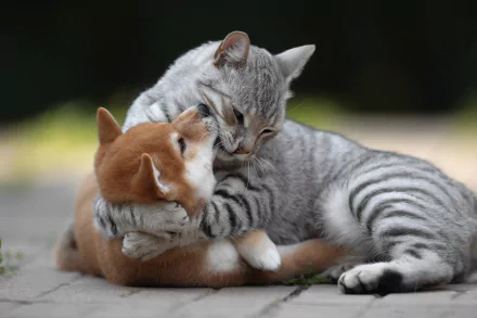 Animal Cat & Dog HD Desktop Wallpaper | Background Image