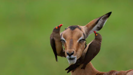  Red-billed oxpeckers on an impala in Mpumalanga, South Africa by Heini Wehrle