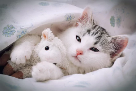cute Animal cat cute cat HD Desktop Wallpaper | Background Image