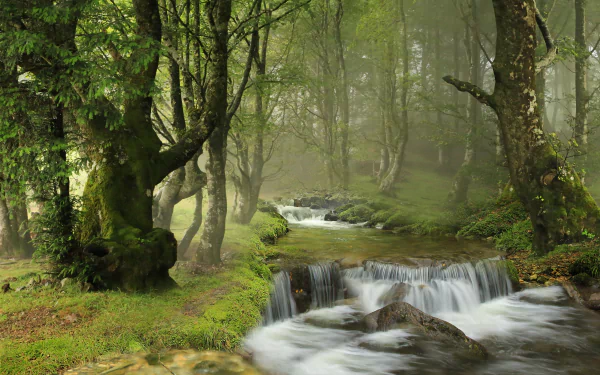 nature stream HD Desktop Wallpaper | Background Image